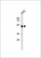 GATA2 Antibody (C-term)