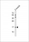 (DANRE) Eva1a Antibody (Center)