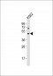 HTR1F Antibody (Center)