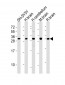 FGF14 Antibody (C-term)