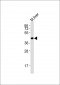 HTR5A Antibody (Center)