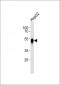 ASGR2 Antibody (N-term)