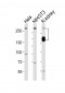 SPTAN1 Antibody (Center)