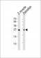 (DANRE) soga3b Antibody (C-Term)