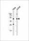 AVPR2 Antibody (C-term)