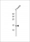 (DANRE) gabarapl2 Antibody (N-term)