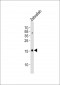(DANRE) gabarapl2 Antibody (N-term)