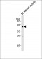 (Mouse) Smad1 Antibody (Center)