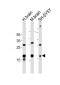 STMN2 Antibody (Center)