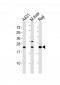 PSMB9 Antibody (C-term)