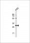 RNF2 Antibody (Center)