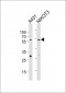 (Mouse) Eed Antibody (Center)