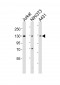 HNRNPU Antibody (C-term)