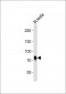 (Mouse) Melk Antibody (C-term)