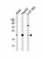 EREG Antibody (C-term)