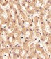 FOLH1 Antibody (Center)