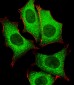 GLD2 Antibody (N-term)