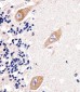 GLD2 Antibody (N-term)