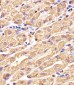 GSS Antibody (C-term)