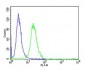 PCSK9 Antibody (N-term)