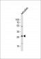 (DANRE) bhlha9 Antibody (N-term)