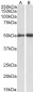 Goat Anti-fibrinogen gamma chain Antibody