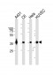 GAPDH Antibody