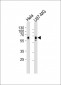 GPR56 Antibody