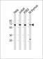 HDAC1 Antibody (C-term)