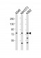 DVL3 Antibody (C-term)