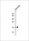 HIST1H2BG Antibody (N-term)