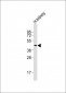 I23O2 Antibody (C-term)