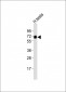 ZFP91 Antibody (Center)