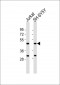 ZIC1 Antibody (N-term)