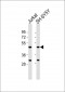 ZIC1 Antibody (N-term)