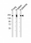 MRC1L1 Antibody (N-term)