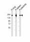 MRC1L1 Antibody (N-term)