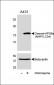 Cleaved LC3A Antibody