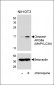 Cleaved LC3A Antibody