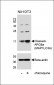 Cleaved LC3A Antibody