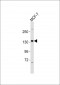 HER4 Antibody (C-term Y1162)