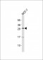 OLIG3 Antibody (Center)