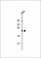 FGF4 Antibody