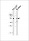 (Mouse) Smad3 Antibody (Center)