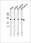 (Mouse) Dpf2 Antibody (Center)