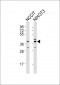 (Mouse) Rnf2 Antibody (Center)