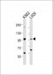 STAT5A Antibody (C-term)