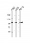 STAT5A Antibody (C-term)