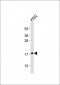 FGF2 Antibody