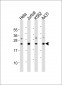 IL24 Antibody
